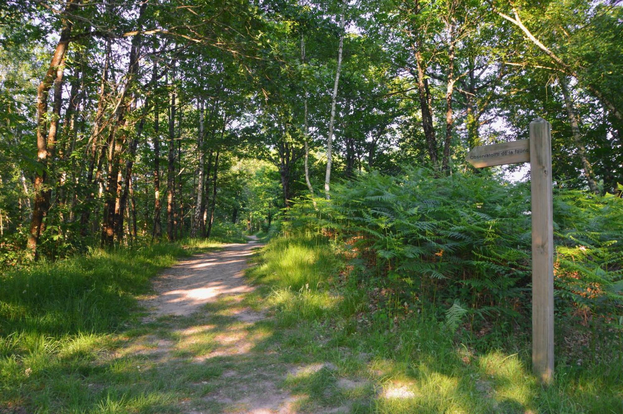 Gite De Charme En Sologne, Sejour En Famille, Jardin, Riviere, Jeux, Nature & Detente Aubigny-sur-Nere Ngoại thất bức ảnh